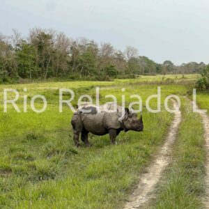 Indian Rhino